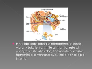 El sonido llega hacia la membrana, la hace vibrar y ésta le transmite al martillo, éste al yunque y éste al estribo, finalmente el estribo transmite a la ventana oval, límite con el oído interno. 
