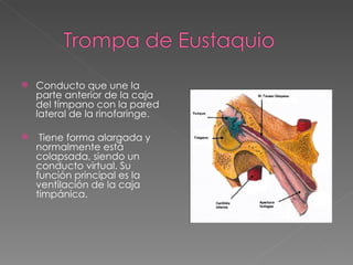 Conducto que une la parte anterior de la caja del tímpano con la pared lateral de la rinofaringe. Tiene forma alargada y normalmente está colapsada, siendo un conducto virtual. Su función principal es la ventilación de la caja timpánica. 