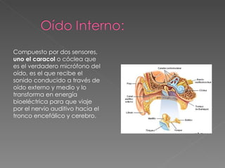 Compuesto por dos sensores,  uno el caracol  o cóclea que es el verdadero micrófono del oído, es el que recibe el sonido conducido a través de oído externo y medio y lo transforma en energía bioeléctrica para que viaje por el nervio auditivo hacia el tronco encefálico y cerebro.  
