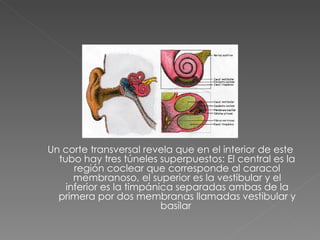 Un corte transversal revela que en el interior de este tubo hay tres túneles superpuestos: El central es la región coclear que corresponde al caracol membranoso, el superior es la vestibular y el inferior es la timpánica separadas ambas de la primera por dos membranas llamadas vestibular y basilar  
