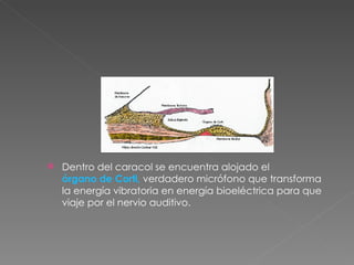 Dentro del caracol se encuentra alojado el  órgano de Corti,  verdadero micrófono que transforma la energía vibratoria en energía bioeléctrica para que viaje por el nervio auditivo.  