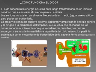 ¿ CÓMO FUNCIONA EL OÍDO?  El oído concentra la energía acústica para luego transformarla en un impulso nervioso que es enviado al cerebro para su análisis. Los sonidos no existen en el vacío. Necesita de un medio (agua, aire o sólido) para poder ser transmitido. La oreja y el conducto auditivo externo, capturan y amplifican la energía sonora y la dirigen a la membrana del tímpano, la cual vibra con el choque de las ondas sonoras al mismo tiempo que la cadena de huesillos, los que se encargan a su vez de transmitirlas a la perilinfa del oído interno. La perilinfa estimulada por el mecanismo de transmisión de la cadena forma  ondas líquidas en la cóclea. 