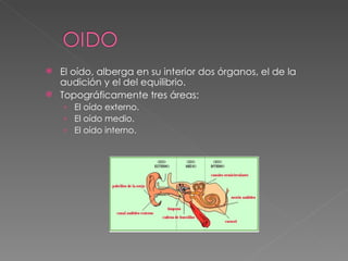El oído, alberga en su interior dos órganos, el de la audición y el del equilibrio.  Topográficamente tres áreas:  El oído externo. El oído medio. El oído interno.  