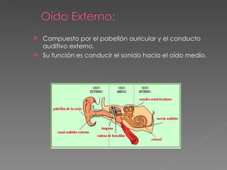 Compuesto por el pabellón auricular y el conducto auditivo externo.  Su función es conducir el sonido hacia el oído medio. 