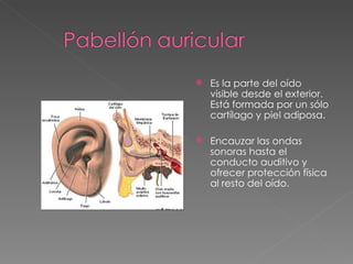 Es la parte del oído visible desde el exterior. Está formada por un sólo cartílago y piel adiposa.  Encauzar las ondas sonoras hasta el conducto auditivo y ofrecer protección física al resto del oído.  