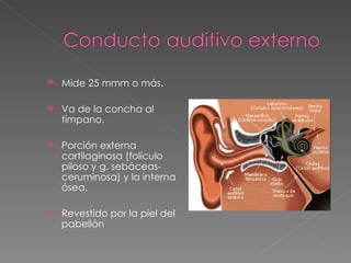 Mide 25 mmm o más. Va de la concha al tímpano. Porción externa cartilaginosa (folículo piloso y g. sebáceas- ceruminosa) y la interna ósea. Revestido por la piel del pabellón 