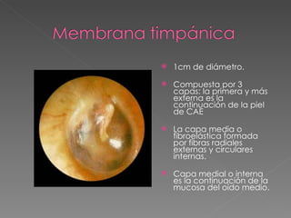 1cm de diámetro. Compuesta por 3 capas: la primera y más externa es la continuación de la piel de CAE La capa media o fibroelástica formada por fibras radiales externas y circulares internas. Capa medial o interna es la continuación de la mucosa del oído medio.  