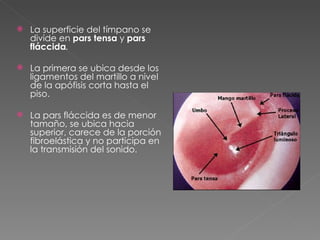 La superficie del tímpano se divide en  pars tensa   y   pars fláccida .  La primera se ubica desde los ligamentos del martillo a nivel de la apófisis corta hasta el piso.  La pars fláccida es de menor tamaño, se ubica hacia superior, carece de la porción fibroelástica y no participa en la transmisión del sonido.  