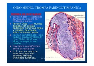 OÍDO MEDIO. TROMPA FARINGOTIMPÁNICA

TROMPA DE EUSTAQUIO
 Tercio inicial     sostenido
 por hueso, el resto por
 cartílago elástico.
 Porción Ósea         mucosa
 delgada con células
 epiteliales cilíndricas bajas
 y ciliadas, descansan
 sobre la lámina propia.
 Porción Cartilaginosa: con
 epitelio seudoestratificado
 con células cilíndricas
 altas, la mayoría son
 ciliadas.
 Hay células caliciformes
 entre las epiteliales.
 L. P. con aumento de
 linfocitos cerca del
 extremo faríngeo
 (Amígdala tubárica).        Dra. S. González O.   15
 