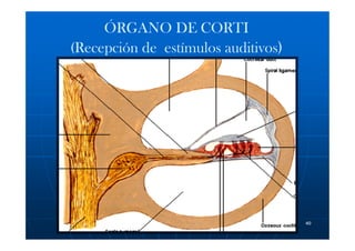 ÓRGANO DE CORTI
(Recepción de estímulos auditivos)




             Dra. S. González O.     40
 