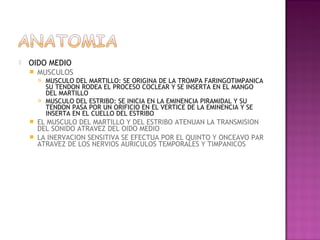    OIDO MEDIO
       MUSCULOS
           MUSCULO DEL MARTILLO: SE ORIGINA DE LA TROMPA FARINGOTIMPANICA
            SU TENDON RODEA EL PROCESO COCLEAR Y SE INSERTA EN EL MANGO
            DEL MARTILLO
           MUSCULO DEL ESTRIBO: SE INICIA EN LA EMINENCIA PIRAMIDAL Y SU
            TENDON PASA POR UN ORIFICIO EN EL VERTICE DE LA EMINENCIA Y SE
            INSERTA EN EL CUELLO DEL ESTRIBO
     EL MUSCULO DEL MARTILLO Y DEL ESTRIBO ATENUAN LA TRANSMISION
      DEL SONIDO ATRAVEZ DEL OIDO MEDIO
     LA INERVACION SENSITIVA SE EFECTUA POR EL QUINTO Y ONCEAVO PAR
      ATRAVEZ DE LOS NERVIOS AURICULOS TEMPORALES Y TIMPANICOS
 