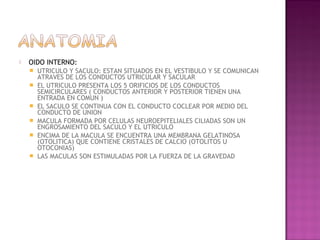    OIDO INTERNO:
       UTRICULO Y SACULO: ESTAN SITUADOS EN EL VESTIBULO Y SE COMUNICAN
        ATRAVES DE LOS CONDUCTOS UTRICULAR Y SACULAR
       EL UTRICULO PRESENTA LOS 5 ORIFICIOS DE LOS CONDUCTOS
        SEMICIRCULARES ( CONDUCTOS ANTERIOR Y POSTERIOR TIENEN UNA
        ENTRADA EN COMUN )
       EL SACULO SE CONTINUA CON EL CONDUCTO COCLEAR POR MEDIO DEL
        CONDUCTO DE UNION
       MACULA FORMADA POR CELULAS NEUROEPITELIALES CILIADAS SON UN
        ENGROSAMIENTO DEL SACULO Y EL UTRICULO
       ENCIMA DE LA MACULA SE ENCUENTRA UNA MEMBRANA GELATINOSA
        (OTOLITICA) QUE CONTIENE CRISTALES DE CALCIO (OTOLITOS U
        OTOCONIAS)
       LAS MACULAS SON ESTIMULADAS POR LA FUERZA DE LA GRAVEDAD
 