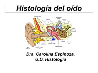 Histología del oído




  Dra. Carolina Espinoza.
      U.D. Histología
 
