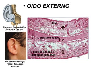 • OIDO EXTERNO
Piel
Oreja: cartílago elástico
recubierto por piel
...
