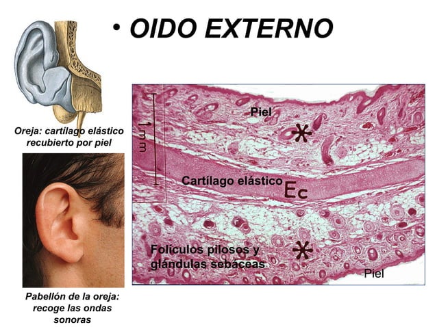 Cartílago Elástico