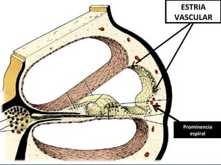 ESTRIA
VASCULAR
Prominencia
espiral
 