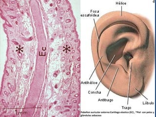 Pabellon auricular externo:Cartilago elastico (EC) , *Piel con pelos y
glàndulas sebaceas
 