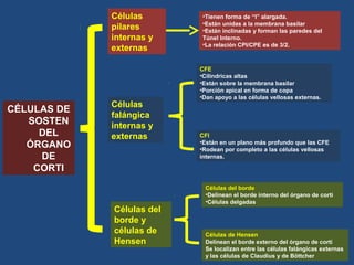 CÉLULAS DE
SOSTEN
DEL
ÓRGANO
DE
CORTI
Células
pilares
internas y
externas
•Tienen forma de “I” alargada.
•Están unidas a la membrana basilar
•Están inclinadas y forman las paredes del
Túnel Interno.
•La relación CPI/CPE es de 3/2.
Células
falángica
internas y
externas
CFE
•Cilíndricas altas
•Están sobre la membrana basilar
•Porción apical en forma de copa
•Dan apoyo a las células vellosas externas.
CFI
•Están en un plano más profundo que las CFE
•Rodean por completo a las células vellosas
internas.
Células del
borde y
células de
Hensen
Células del borde
•Delinean el borde interno del órgano de corti
•Células delgadas
Células de Hensen
Delinean el borde externo del órgano de corti
Se localizan entre las células falángicas externas
y las células de Claudius y de Böttcher
 