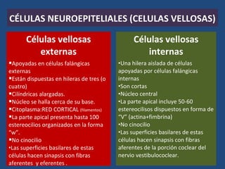 CÉLULAS NEUROEPITELIALES (CELULAS VELLOSAS)
Células vellosas
internas
•Una hilera aislada de células
apoyadas por células falángicas
internas
•Son cortas
•Núcleo central
•La parte apical incluye 50-60
estereocilisos dispuestos en forma de
“V” (actina+fimbrina)
•No cinocilio
•Las superficies basilares de estas
células hacen sinapsis con fibras
aferentes de la porción coclear del
nervio vestibulococlear.
Células vellosas
externas
Apoyadas en células falángicas
externas
Están dispuestas en hileras de tres (o
cuatro)
Cilíndricas alargadas.
Núcleo se halla cerca de su base.
Citoplasma:RED CORTICAL (filamentos)
La parte apical presenta hasta 100
estereocilios organizados en la forma
“w”.
No cinocilio
•Las superficies basilares de estas
células hacen sinapsis con fibras
aferentes y eferentes .
 