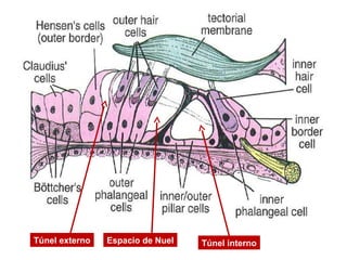 Espacio de NuelTúnel externo Túnel interno
 