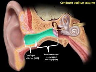 Conducto auditvo externo
Cartílago
elástico (1/3)
Hueso temporal
reemplaza el
cartílago (2/3)
 