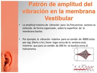 • La amplitud máxima de vibración para las frecuencias sonoras se
extiende de forma organizada , sobre la superficie de la
membrana basilar.
• Por ejemplo, la vibración máxima para un sonido de 8000 ciclos
por seg. (Hertz o hz.) tiene lugar cerca de la ventana oval,
mientras que para un sonido de 200 Hz se localiza cerca al
helicotrema.
 