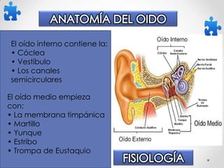 El oído interno contiene la:
• Cóclea
• Vestíbulo
• Los canales
semicirculares
El oído medio empieza
con:
• La membrana timpánica
• Martillo
• Yunque
• Estribo
• Trompa de Eustaquio

 
