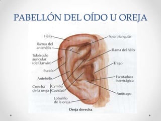 PABELLÓN DEL OÍDO U OREJA

 