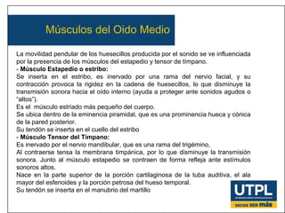 Músculos del Oido Medio 
La movilidad pendular de los huesecillos producida por el sonido se ve influenciada 
por la presencia de los músculos del estapedio y tensor de tímpano. 
- Músculo Estapedio o estribo: 
Se inserta en el estribo, es inervado por una rama del nervio facial, y su 
contracción provoca la rigidez en la cadena de huesecillos, lo que disminuye la 
transmisión sonora hacia el oído interno (ayuda a proteger ante sonidos agudos o 
“altos”). 
Es el músculo estriado más pequeño del cuerpo. 
Se ubica dentro de la eminencia piramidal, que es una prominencia hueca y cónica 
de la pared posterior. 
Su tendón se inserta en el cuello del estribo 
- Músculo Tensor del Tímpano: 
Es inervado por el nervio mandibular, que es una rama del trigémino, 
Al contraerse tensa la membrana timpánica, por lo que disminuye la transmisión 
sonora. Junto al músculo estapedio se contraen de forma refleja ante estímulos 
sonoros altos. 
Nace en la parte superior de la porción cartilaginosa de la tuba auditiva, el ala 
mayor del esfenoides y la porción petrosa del hueso temporal. 
Su tendón se inserta en el manubrio del martillo 
 