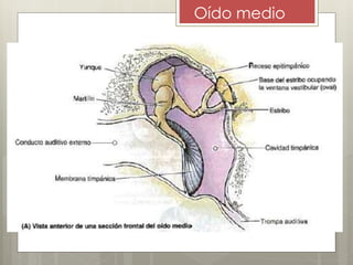 Oído medio
 