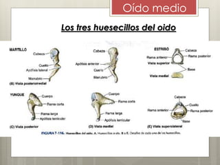 Oído medio
Los tres huesecillos del oido
 