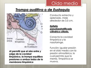 Trompa auditiva o de Eustaquio
Oído medio
Conducto estrecho y
aplanado, mide
alrededor de 3.5 cm.
Epitelio
pseudoestratificado
cilíndrico ciliado.
Conecta la cavidad
timpánica y la
nasofaringe.
Función: igualar presión
en el oído medio con la
presión atmosférica, lo
cual permite que la
memb. Timpánica se
mueva.
Al permitir que el aire entre y
salga de la cavidad
timpánica, la trompa equilibra
presiones a ambos lados de la
membrana timpánica
 