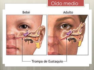 Oído medio
 