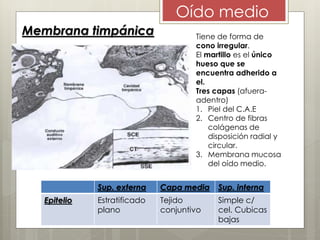 Oído medio
Membrana timpánica Tiene de forma de
cono irregular.
El martillo es el único
hueso que se
encuentra adherido a
el.
Tres capas (afuera-
adentro)
1. Piel del C.A.E
2. Centro de fibras
colágenas de
disposición radial y
circular.
3. Membrana mucosa
del oído medio.
Sup. externa Capa media Sup. interna
Epitelio Estratificado
plano
Tejido
conjuntivo
Simple c/
cel. Cubicas
bajas
 