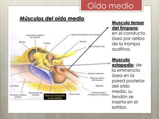 Oído medio
Músculos del oído medio
Musculo tensor
del tímpano:
en el conducto
óseo por arriba
de la trompa
auditiva.
Musculo
estapedio: de
la eminencia
ósea en la
pared posterior
del oído
medio, su
tendón se
inserta en el
estribo.
 