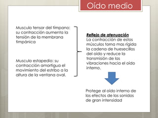 Oído medio
Musculo tensor del tímpano:
su contracción aumenta la
tensión de la membrana
timpánica
Musculo estapedio: su
contracción amortigua el
movimiento del estribo a la
altura de la ventana oval.
Reflejo de atenuación
La contracción de estos
músculos torna mas rígida
la cadena de huesecillos
del oído y reduce la
transmisión de las
vibraciones hacia el oído
interno.
Protege al oído interno de
los efectos de los sonidos
de gran intensidad
 