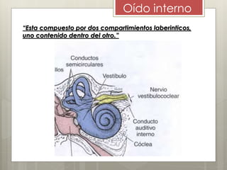 “Esta compuesto por dos compartimientos laberinticos,
uno contenido dentro del otro.”
Oído interno
 