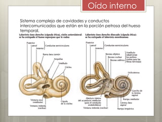 Oído interno
Sistema complejo de cavidades y conductos
intercomunicados que están en la porción petrosa del hueso
temporal.
 