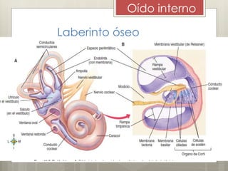 Oído interno
Laberinto óseo
 