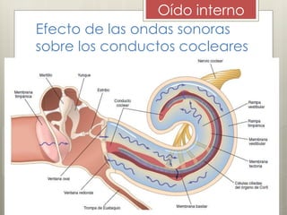 Efecto de las ondas sonoras
sobre los conductos cocleares
Oído interno
 