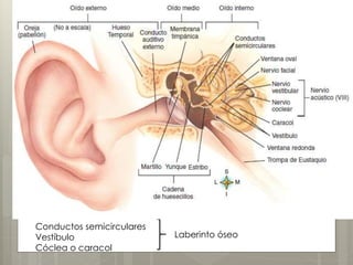 Gland. parótida
Conductos semicirculares
Vestíbulo
Cóclea o caracol
Laberinto óseo
 