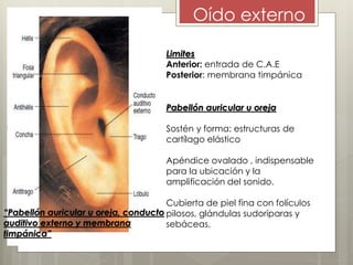 Oído externo
Pabellón auricular u oreja
Sostén y forma: estructuras de
cartílago elástico
Apéndice ovalado , indispensable
para la ubicación y la
amplificación del sonido.
Cubierta de piel fina con folículos
pilosos, glándulas sudoríparas y
sebáceas.
Limites
Anterior: entrada de C.A.E
Posterior: membrana timpánica
“Pabellón auricular u oreja, conducto
auditivo externo y membrana
timpánica”
 
