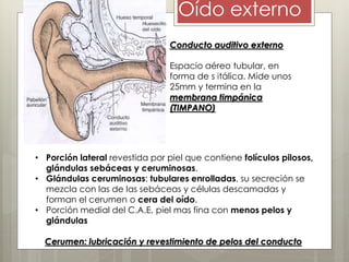 Oído externo
Conducto auditivo externo
Espacio aéreo tubular, en
forma de s itálica. Mide unos
25mm y termina en la
membrana timpánica
(TIMPANO)
• Porción lateral revestida por piel que contiene folículos pilosos,
glándulas sebáceas y ceruminosas.
• Glándulas ceruminosas: tubulares enrolladas, su secreción se
mezcla con las de las sebáceas y células descamadas y
forman el cerumen o cera del oído.
• Porción medial del C.A.E, piel mas fina con menos pelos y
glándulas
Cerumen: lubricación y revestimiento de pelos del conducto
 