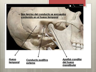 Hueso
temporal
Conducto auditivo
externo
Apofisis condilar
del hueso
mandibular
Dos tercios del conducto se encuentra
contenido en el hueso temporal
 
