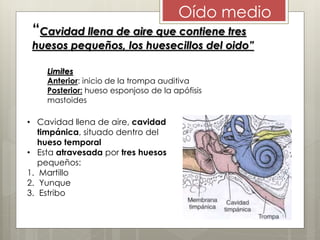 “Cavidad llena de aire que contiene tres
huesos pequeños, los huesecillos del oido”
Oído medio
• Cavidad llena de aire, cavidad
timpánica, situado dentro del
hueso temporal
• Esta atravesada por tres huesos
pequeños:
1. Martillo
2. Yunque
3. Estribo
Limites
Anterior: inicio de la trompa auditiva
Posterior: hueso esponjoso de la apófisis
mastoides
 