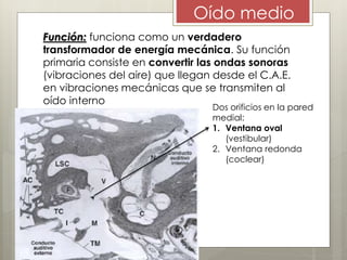 Función: funciona como un verdadero
transformador de energía mecánica. Su función
primaria consiste en convertir las ondas sonoras
(vibraciones del aire) que llegan desde el C.A.E.
en vibraciones mecánicas que se transmiten al
oído interno
Oído medio
Dos orificios en la pared
medial:
1. Ventana oval
(vestibular)
2. Ventana redonda
(coclear)
 
