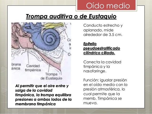 ANATOMIA DE OIDO (INTERNO, MEDIO Y EXTERNO)