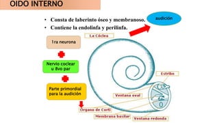 OIDO INTERNO
• Consta de laberinto óseo y membranoso.
• Contiene la endolinfa y perilinfa.
audición
Parte primordial
para la audición
1ra neurona
Nervio coclear
u 8vo par
 