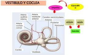 VESTIBULO Y COCLEA
EQUILIBRI
O
utriculo saculo
maculas
ampollas
 
