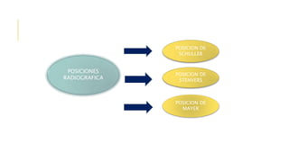 POSICIONES
RADIOGRAFICA
POSICION DE
SCHULLER
POSICION DE
STENVERS
POSICION DE
MAYER
 